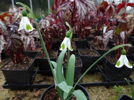 Galanthus 'Long John Silver'