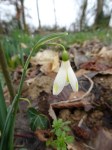 Galanthus ‘Midas’ seedling
