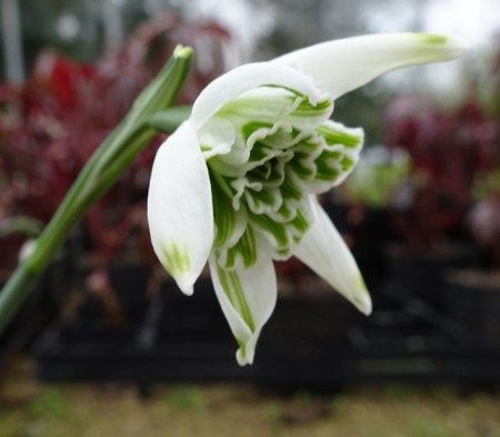 Galanthus 'Miss Prissy'