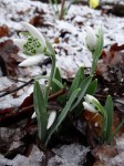 Galanthus ‘Neckless Wonder’