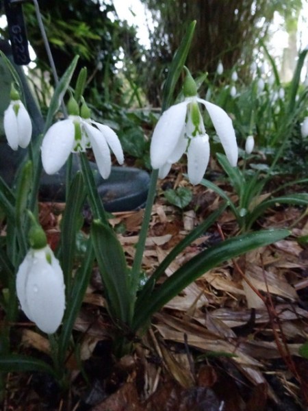 Galanthus NGZZZ-R-OVXVXP