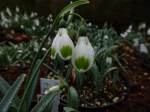 Galanthus ‘Pieces of&nbsp;Eight’