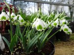 Galanthus ‘Pieces of&nbsp;Eight’