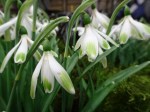 Galanthus ‘Alan’s Treat’
