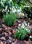 Galanthus ‘Atkinsii’ with Galanthus ‘Flore&nbsp;Pleno