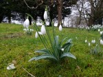 Galanthus ‘Colossus’ plicatus