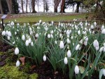 Galanthus ‘Galatea’