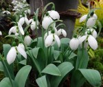 Galanthus ‘Jonathan’