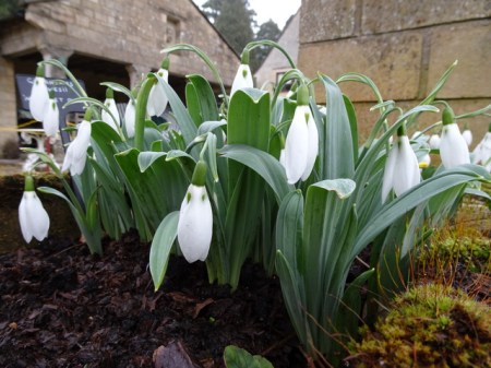 Galanthus 'Margaret Owen'