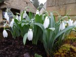Galanthus ‘Margaret Owen’