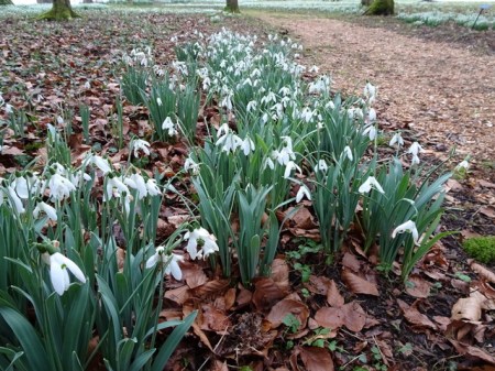 Galanthus 'Mrs. Macnamara'
