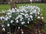 Galanthus ‘Mrs. Macnamara’