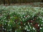 galanthus-nivalis-welford-park-2-5-2017-6-50-02-am