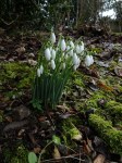 galanthus-nivalis-welford-park-2-5-2017-7-05-21-am