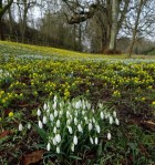 galanthus-nivalis-welford-park-2-5-2017-7-26-017