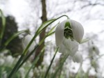Galanthus ‘Ophelia’