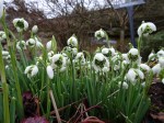 Galanthus ‘Rodmarton’