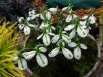 Galanthus ‘South Hayes’