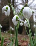 Galanthus ‘Titania’