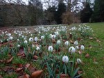 Galanthus ‘Titania’