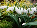 Galanthus ‘Walker Canada’
