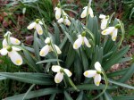 Galanthus ‘Midas’