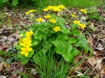 Caltha palustris