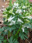 Corydalis solida White&nbsp;Knight