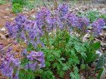 Corydalis solida