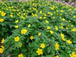 Anemone ranunculoides