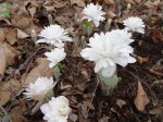 Sanguinaria Multiplex