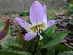 Erythronium dens-canis