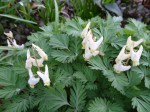 Dicentra cucullaria
