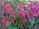 Corydalis solida
