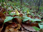 Erythronium americanum