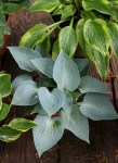 Hosta ‘Baby Blue Eyes’&nbsp;Solberg