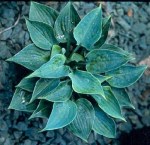 Hosta Baby Blue&nbsp;Eyes