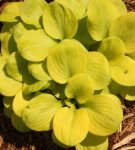 Hosta ‘Sun Mouse’&nbsp;Walters