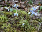 Houstonia caerulea