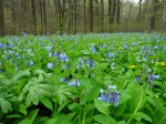 Mertensia virginiana field