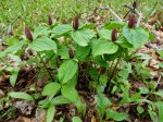 Trillium sessile