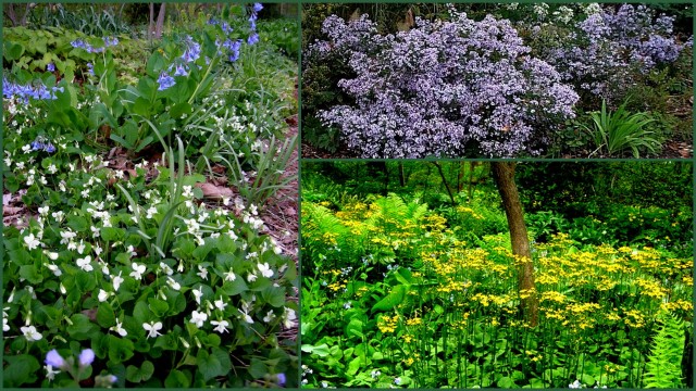 native woodland | CAROLYN'S SHADE GARDENS