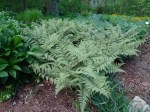 Athyrium ‘Ghost’