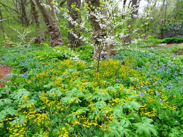 csg-woodland-4-25-2017-9-34-