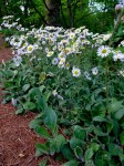 Erigeron ‘Lynnhaven Carpet’