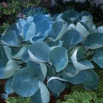 Hosta ‘Abiqua Drinking&nbsp;Gourd’