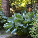Hosta ‘Abiqua Drinking&nbsp;Gourd’