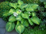 Hosta ‘Brother Stefan’