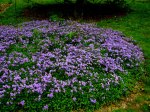 Phlox stolonifera ‘Sherwood&nbsp;Purple’