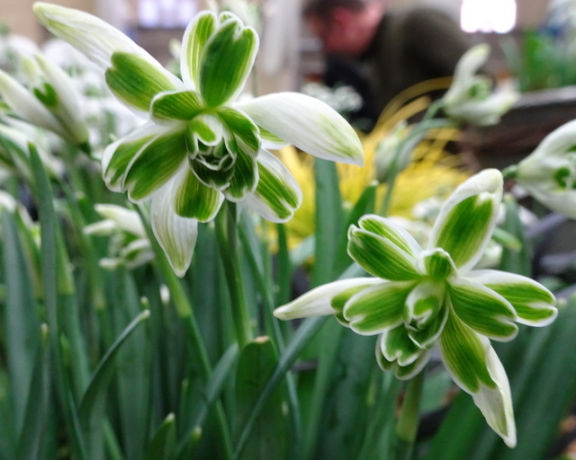 Galanthus 'Blewbury Tart' nivalis